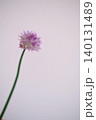 チャイブの花の写真　ハーブ 140131489