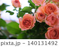 スプレーバラの写真　ミスティックサラ 140131492
