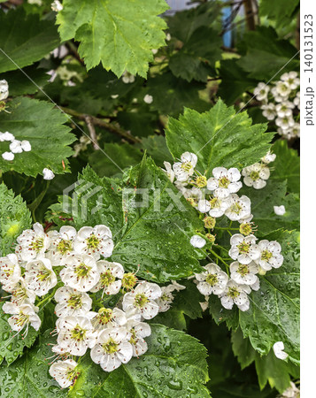 White Hawthorn Flower Clusters Among Green Leaves 140131523
