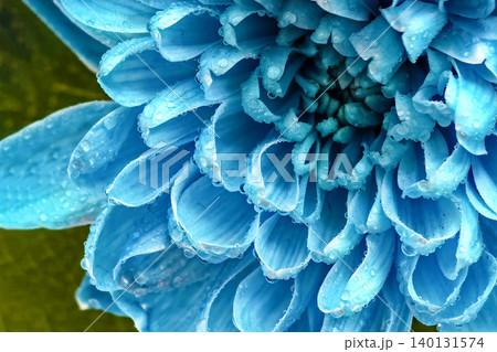 Blue chrysanthemum petals with water drops macro background Blue chrysanthemum petals with water drops macro background 140131574