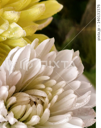 White and yellow chrysanthemum flowers with water drops White and yellow chrysanthemum flowers with water drops 140131576