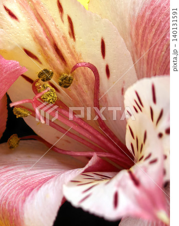 Pink alstroemeria flower macro with detailed stamens Pink alstroemeria flower macro with detailed stamens 140131591