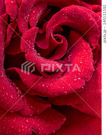 Red rose center macro with dew covered petals Red rose center macro with dew covered petals 140131592