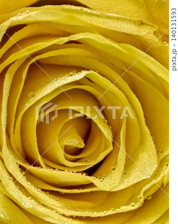 Yellow rose macro with delicate dew covered petals 140131593