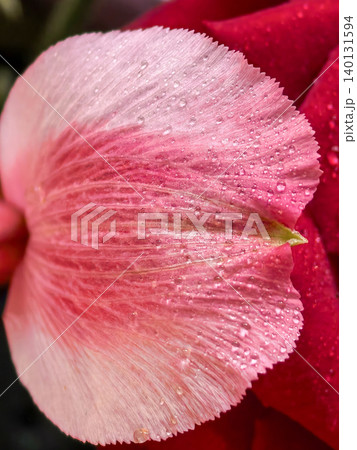 Pink alstroemeria petal macro with water droplets 140131594