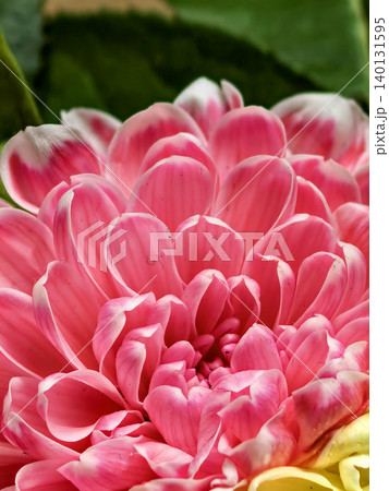 Pink chrysanthemum bloom macro with layered petals Pink chrysanthemum bloom macro with layered petals 140131595