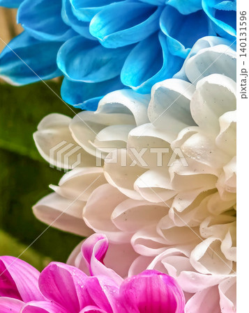 Colorful chrysanthemum flowers closeup with floral textures Colorful chrysanthemum flowers closeup with floral textures 140131596