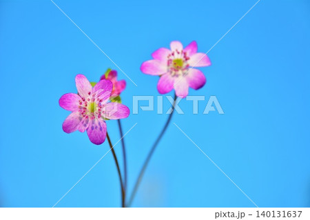 青空に映えるユキワリソウの花 青空に映えるユキワリソウの花 140131637