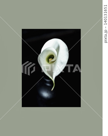 Elegant White Calla Lily on Dark Background 140131651