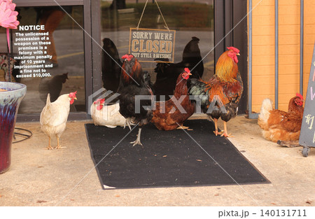 Chickens at Front Door of Closed Restaurant Waiting For Opening Rural East Texas Chickens at Front Door of Closed Restaurant Waiting For Opening Rural East Texas 140131711