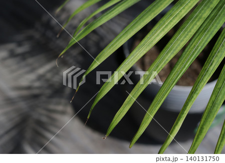 Close up of Palm Frond and Shadow in Office 140131750