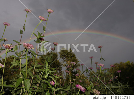 Natural Rainbow And Zinnia Flowers on Summer Afternoon Natural Rainbow And Zinnia Flowers on Summer Afternoon 140131752