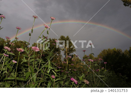 Natural Rainbow And Zinnia Flowers on Summer Afternoon 140131753