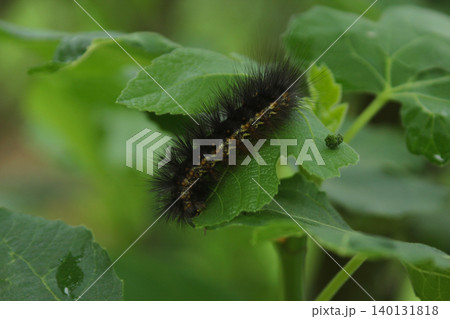 Caterpillar With Poop On Leaf Rural East Texas Caterpillar With Poop On Leaf Rural East Texas 140131818