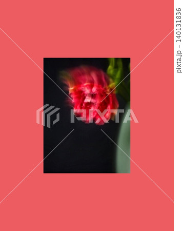 Abstract Red Tulip in Motion Abstract Red Tulip in Motion 140131836