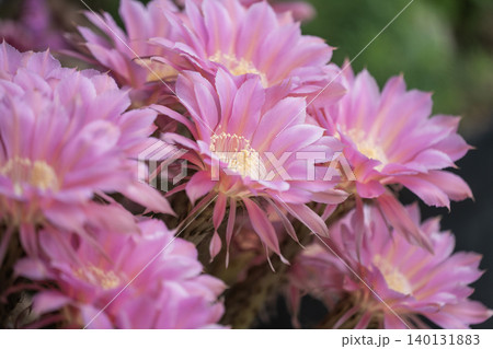 我が家の庭に咲いたサボテンの花 我が家の庭に咲いたサボテンの花 140131883