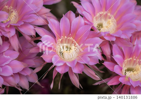 我が家の庭に咲いたサボテンの花 我が家の庭に咲いたサボテンの花 140131886