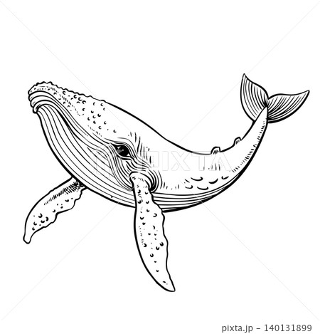 Humpback Whale Line Art Humpback Whale Line Art 140131899