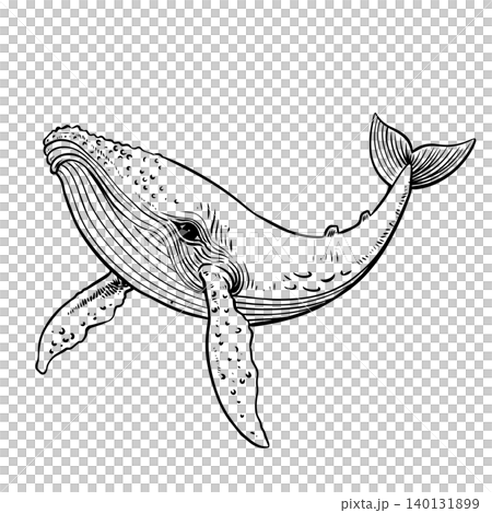 Humpback Whale Line Art Humpback Whale Line Art 140131899