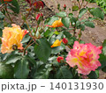 2604ピンク色と黄色の薔薇5 140131930