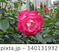 2604ピンク色と白色の薔薇 140131932