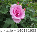 2604淡いライラック色の薔薇 140131933