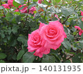 2604華やかなピンク色の薔薇3 140131935