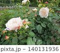 2604淡いアプリコットピンク色の薔薇2 140131936