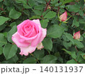 2604ピンク色と白色の薔薇1 140131937