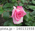 2604ピンク色と白色の薔薇2 140131938