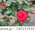 2604深みのある赤色の薔薇 140131939