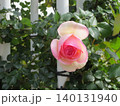 2604淡いピンク色と白色の薔薇 140131940
