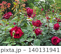 2604深みのある濃い赤色の薔薇1 140131941