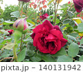 2604深みのある濃い赤色の薔薇2 140131942