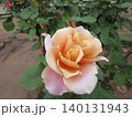 2604淡茶色からピンク色の薔薇 140131943