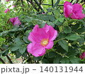 2604濃いピンク色ハマナス1 140131944