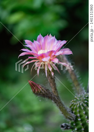 我が家の庭に咲いたサボテンの花 我が家の庭に咲いたサボテンの花 140131960