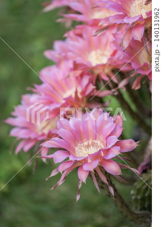 我が家の庭に咲いたサボテンの花 我が家の庭に咲いたサボテンの花 140131962