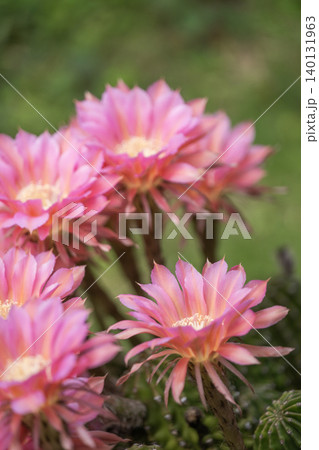 我が家の庭に咲いたサボテンの花 我が家の庭に咲いたサボテンの花 140131963