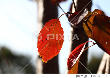 カスミザクラの紅葉 カスミザクラの紅葉 140131999
