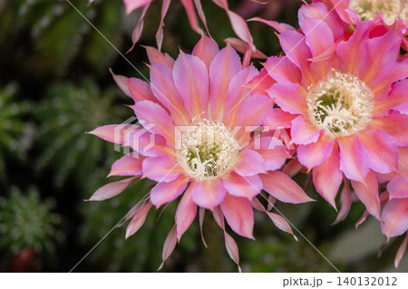 我が家の庭に咲いたサボテンの花 我が家の庭に咲いたサボテンの花 140132012