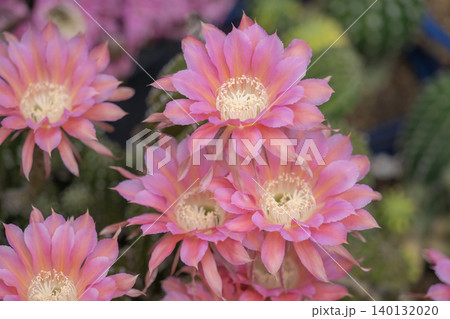 我が家の庭に咲いたサボテンの花 我が家の庭に咲いたサボテンの花 140132020