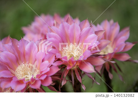 我が家の庭に咲いたサボテンの花 我が家の庭に咲いたサボテンの花 140132082