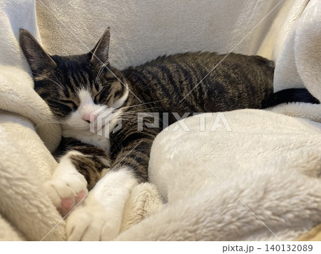 布団の上で眠る猫 140132089