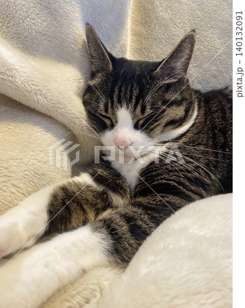 眠る一匹の猫 眠る一匹の猫 140132091