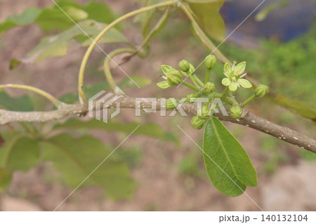 White sapote on tree in farm 140132104