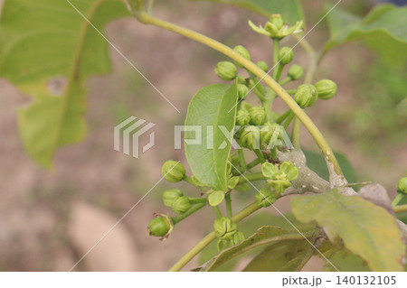 White sapote on tree in farm 140132105