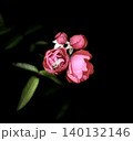 赤い椿 140132146