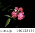 赤い椿 140132149