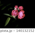 赤い椿 140132152